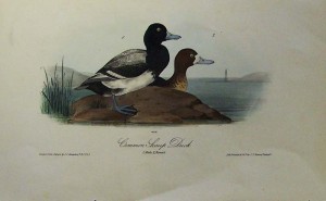 Small Ducks