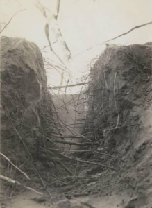 40 foot deep redwood roots