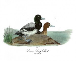 Broad Bill Ducks