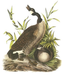 canada-goose-john-james-audubon