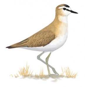 Plover