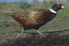 PHEASANT.JPG