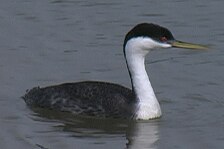 grebe.jpg