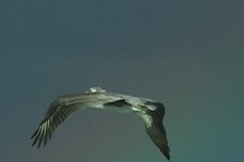 pelican.jpg