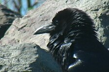 raven.jpg