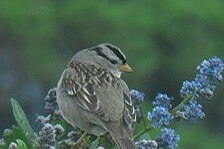 sparrow.jpg