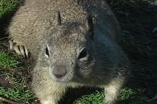 squirrel.jpg